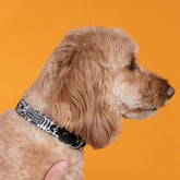Bow Wow Haus Dog Collar by Hiro & Wolf